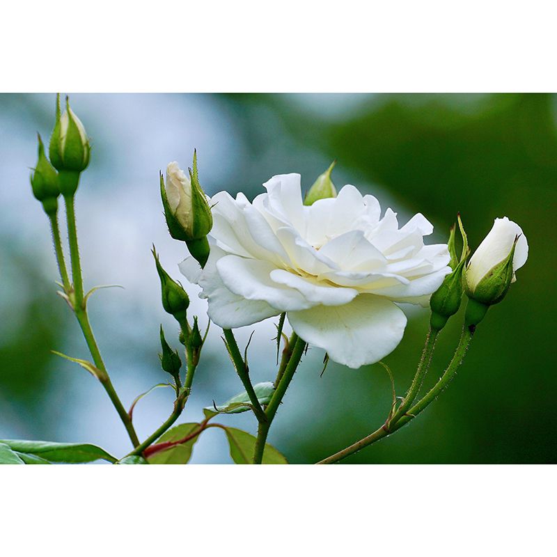 Beautiful Rose Mural Wallpaper Mildew Resistant for Living Room Bedroom Decor