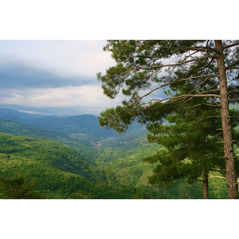 Wallpaper Contemporary Photography Forest Wall Mural Bathroom Wall Covering