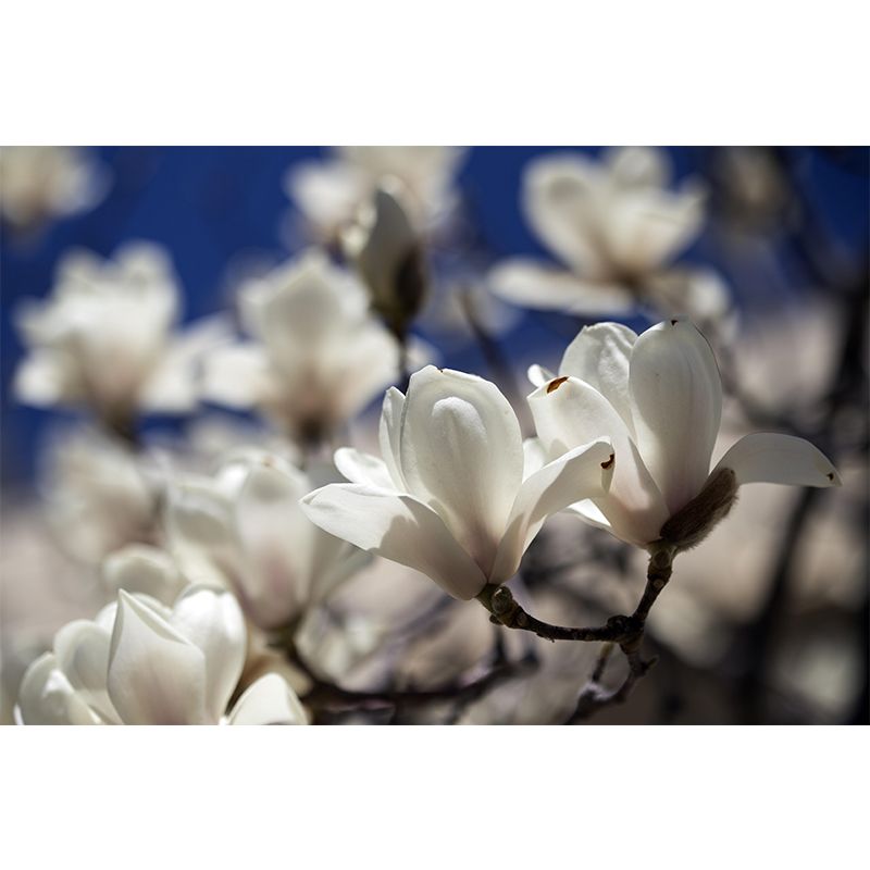 Contemporary Magnolia Wall Mural Moisture Decorative Eco-friendly for Home Decor