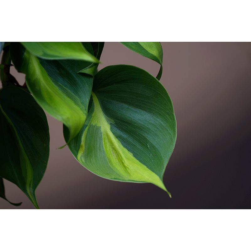 Plants Modern Stain Resistant Wall Decor for Living Room Bedroom, Made to Measure