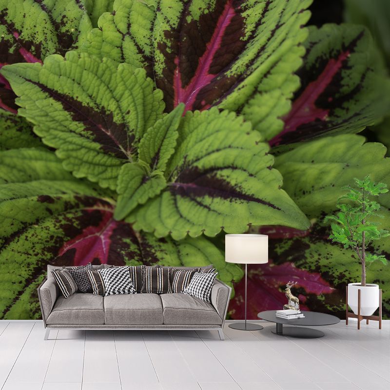 Coleus Plant Moisture Resistant Mural Decal Environment Friendly for Bathroom