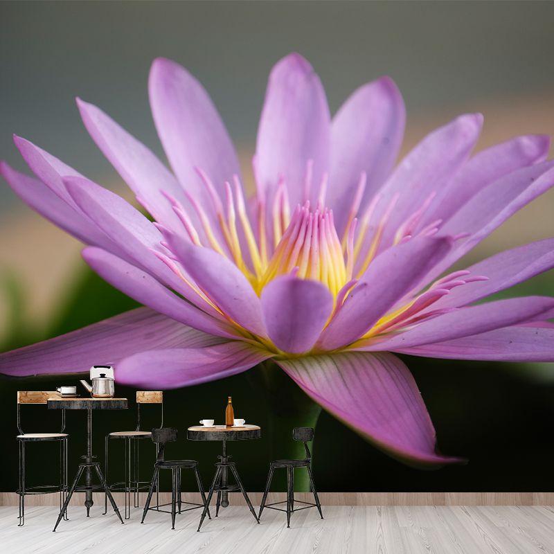 Beautiful Pink Lotus Removable Wall Mural for Sleeping Room, Moisture Resistant