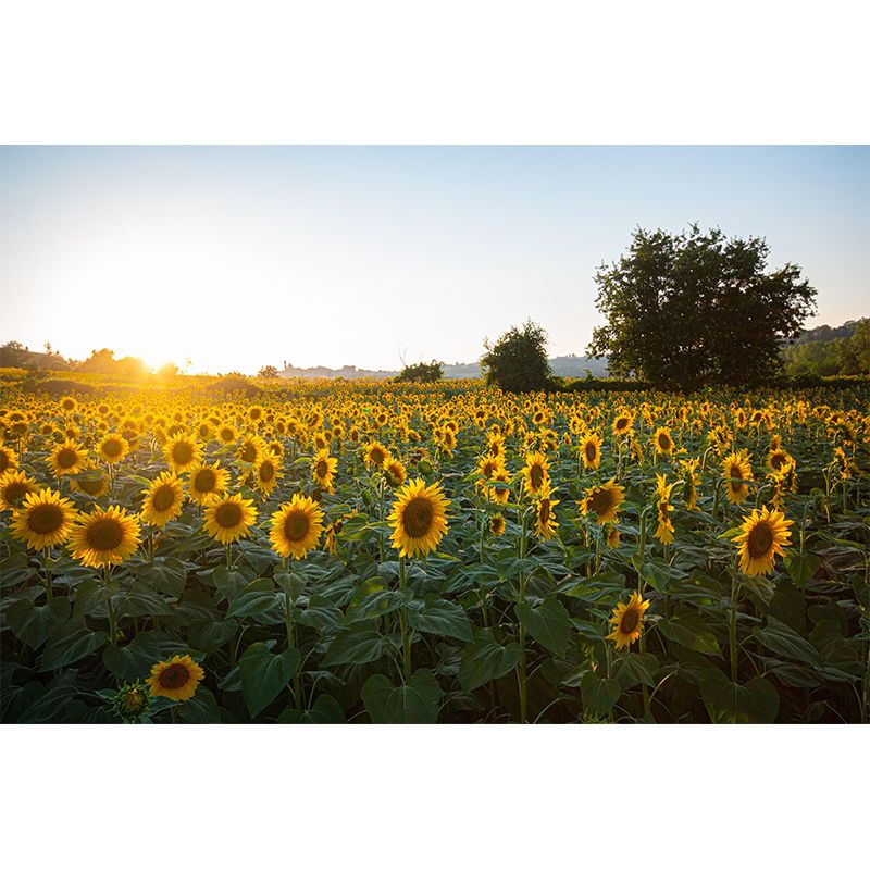 Photography Style Sunflower Blossing Mural Wallpaper Modern Wall Covering for Living Room