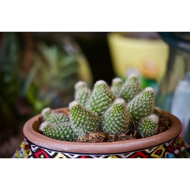 Contemporary Sitting Room Mural Wallpaper Tropical Plants Wall Decor, Moisture Resistant