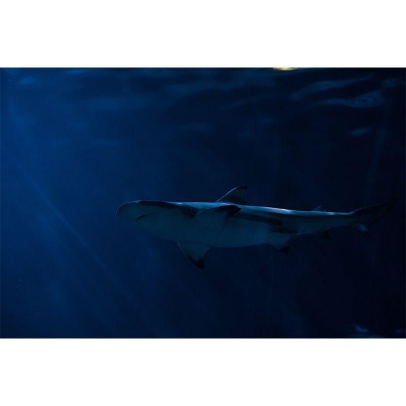 Modern Shark Mural Wallpaper Moisture Resistant Living Room Wall Covering