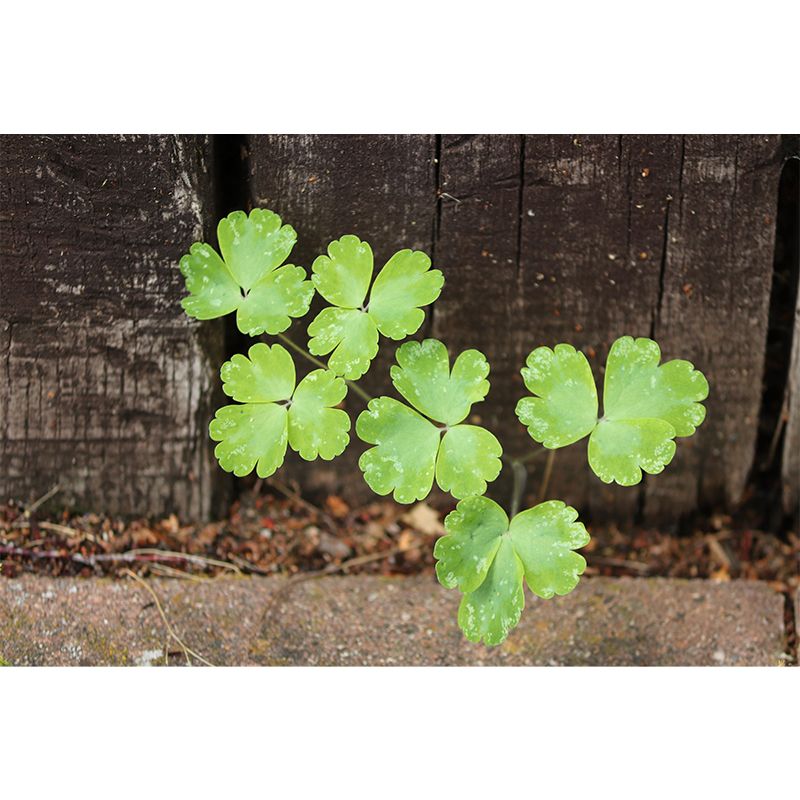 Contemporary Green Plant Wall Mural with Clover Pattern for Bar Decoration