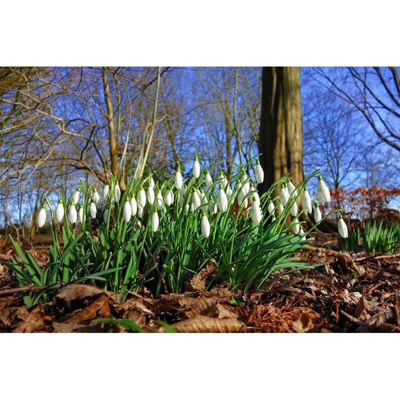 Customized Snow Lotus Mural Wall Covering Eco-friendly Wallpaper for Bedroom