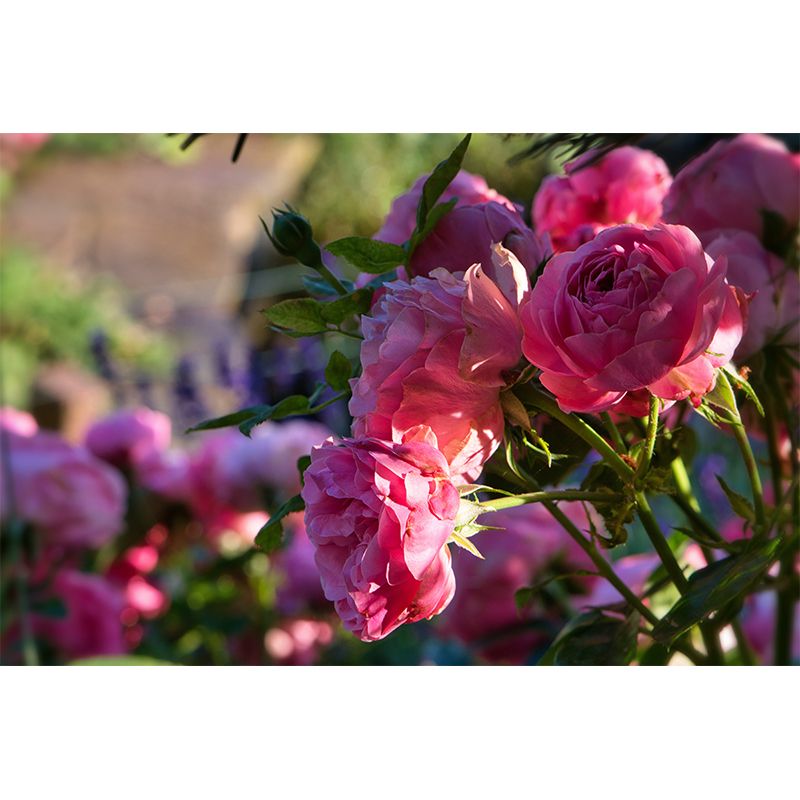 Blooming Roses Removable Mural Wallpaper Stain Resistant Decor for Bedroom