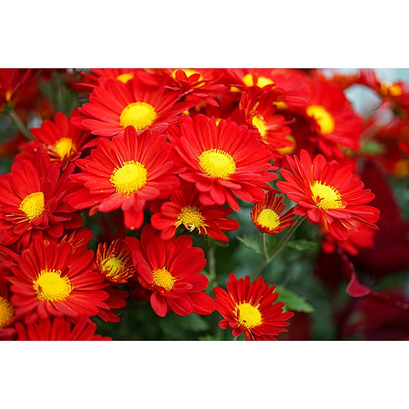 Elegant Chrysanthemum Murals Modern Wall Covering for Sitting Room, Water Resistant