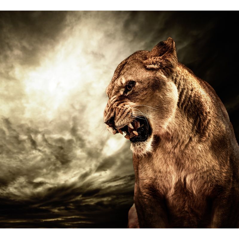 Photography Angry Lion Wall Mural Full-Size Wall Art for Living Room, Made to Measure