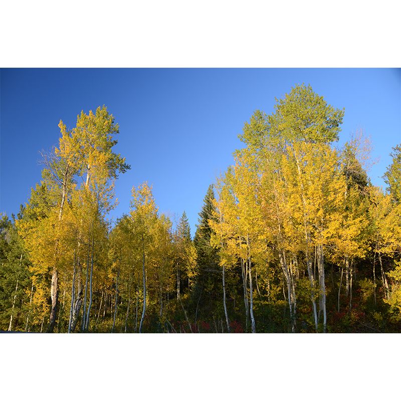 Forest Wall Decor Stain Resistant Wall Covering for Dining Room, Stain Resistant