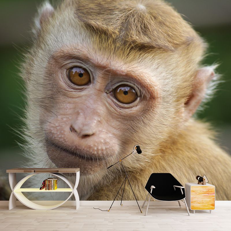 Monkey Animal Wallpaper Mural Contemporary Style Wall Art for Living Room