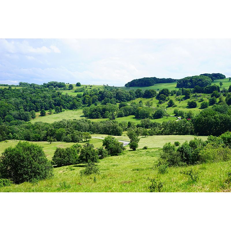 Customized Forest Decorative Murals Sleeping Room Wall Murals Wallpaper