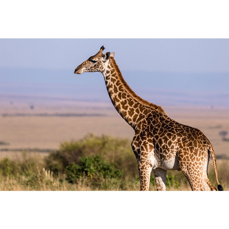 Photography Tropical Giraffe Mural Wall Decor Eco-friendly Wall Art for Decoration