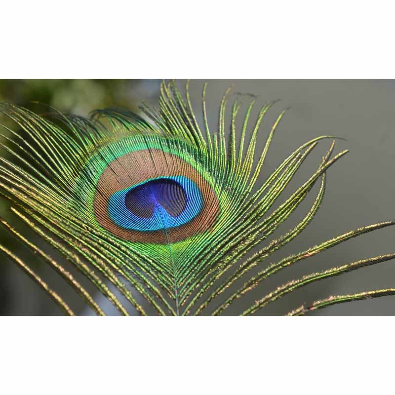 Simple Feather Photography Wall Murals Moisture Resistant, Made to Measure