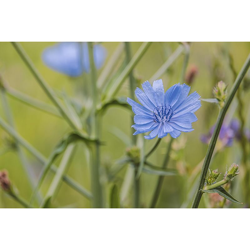 Chicory Mural Wall Covering for Living Room Decorative Mildew Resistant Wallpaper