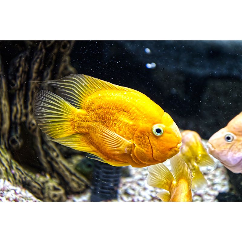 Underwater World Mural Wallpaper Photography Style for Guest Room Home Decor