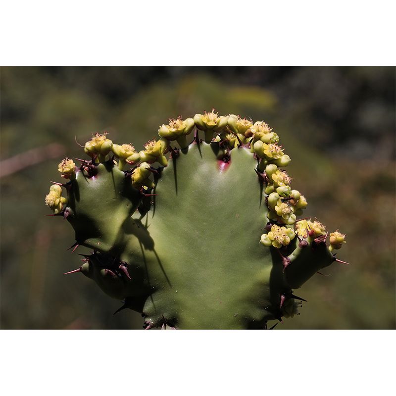 Common Plant Mural for Living Room Reading Room Decoration, Water Resistant