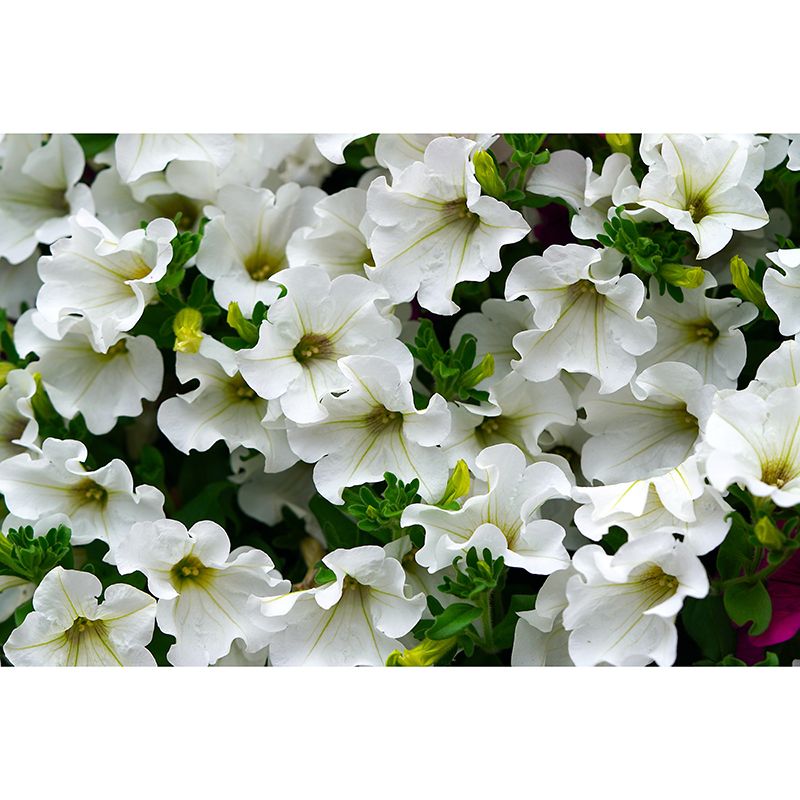 Petunias Contemporary Wall Covering for Living Room Bedroom, Made to Measure