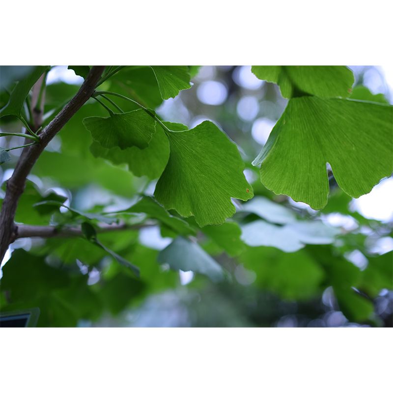 Ginkgo Biloba Mural Wallpaper Contemporary Wall Covering for Sitting Room