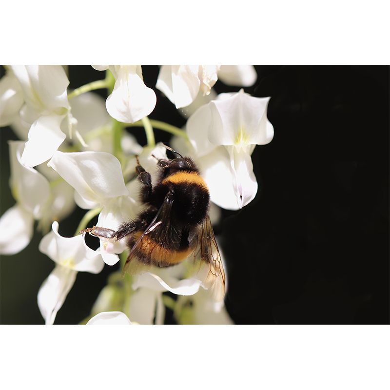 Customized Wisteria Mural Wall Covering Eco-friendly Wallpaper for Bedroom