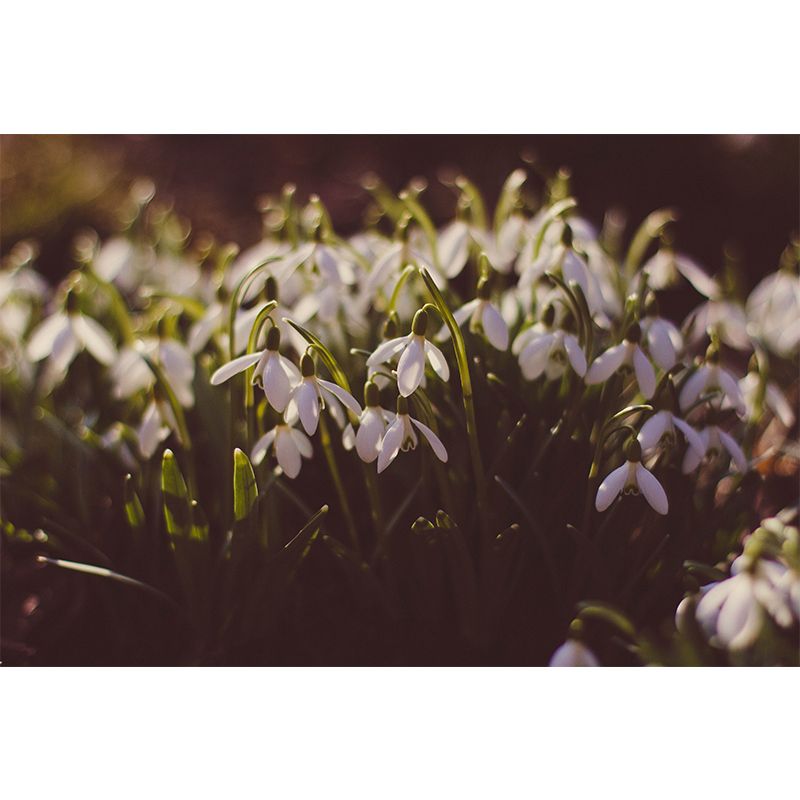 Flower Wall Mural Mildew Resistant Environment Friendly Wall Decor for Bedroom