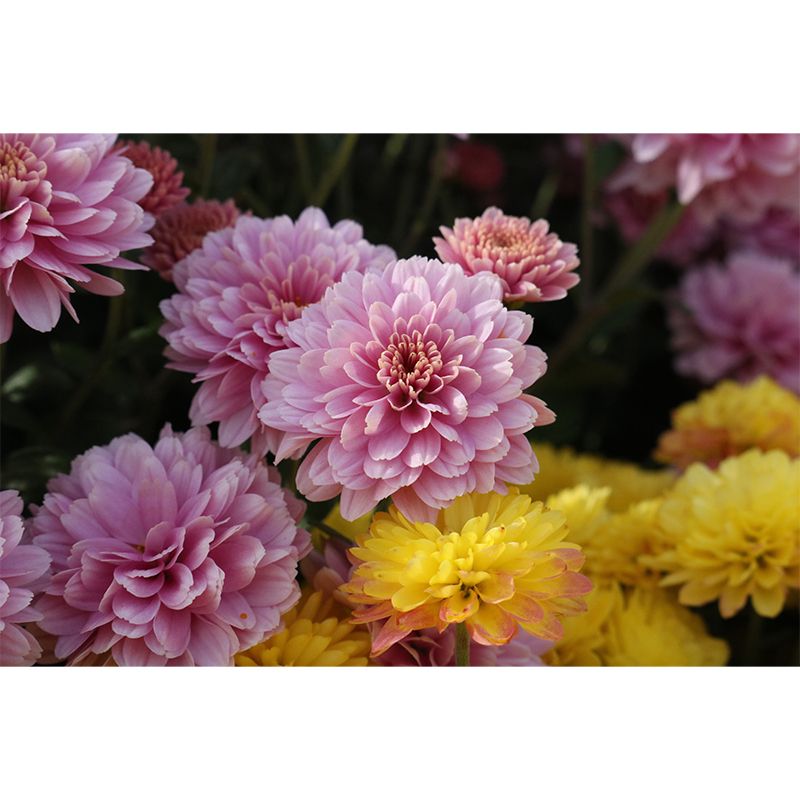 Dahlia Modern Mural Wallpaper Water Resistant Wall Art for Coffee Shop