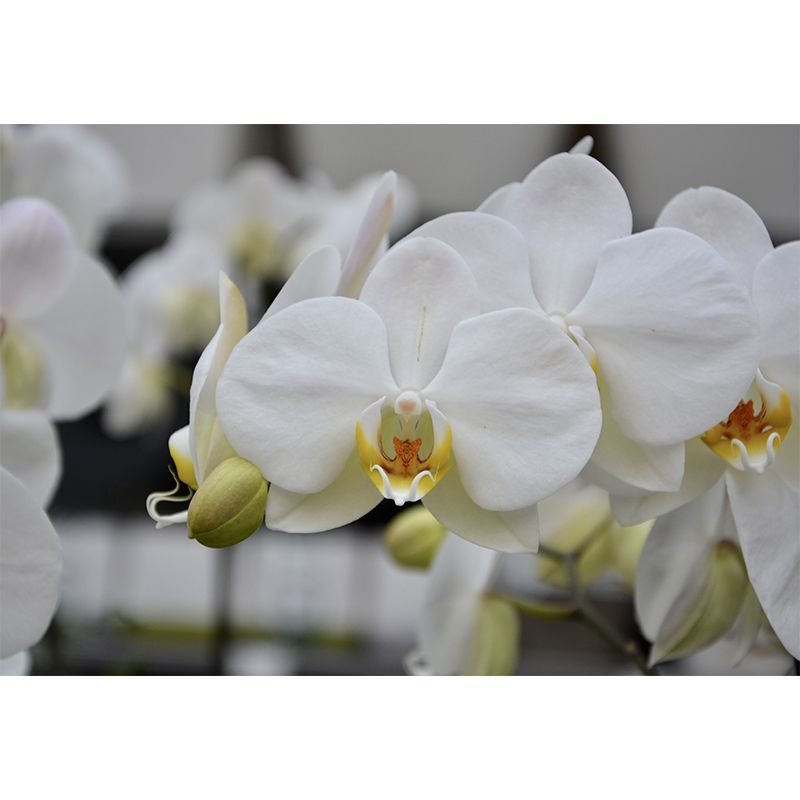 Beautiful Orchid Mural Stain Resistant Wall Covering for Sleeping Room