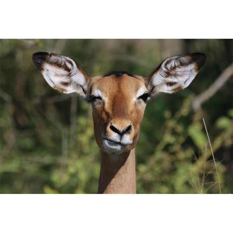 Leopard Contemporary Wild Animal Mural Mildew Resistant Wallpaper for Home Decor