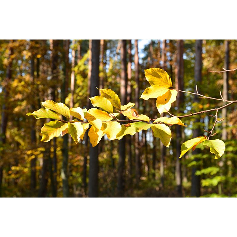 Modern Style Water Resistant Sitting Room Forest Wall Covering, Personalized Size