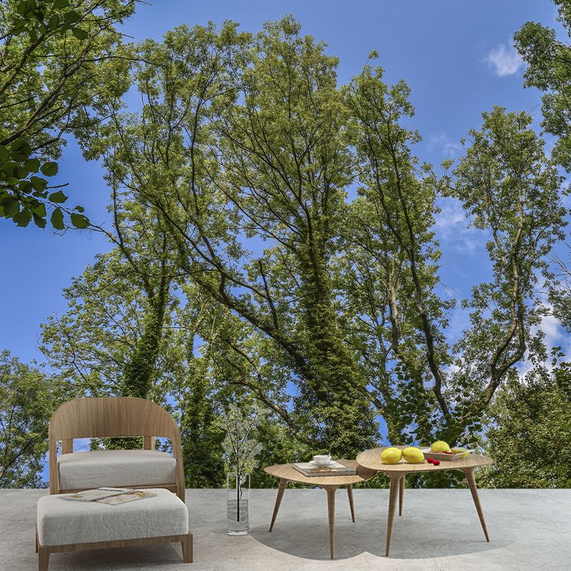 Sky Scene Style Forest Wall Mural Wallpaper Photography Mildew Resistant for Living Room