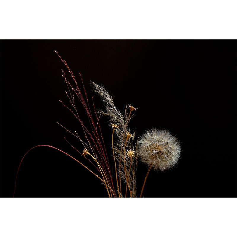 Photographie contemporaine, pissenlit en fleurs, peinture murale, couleur douce, pour la décoration de la maison