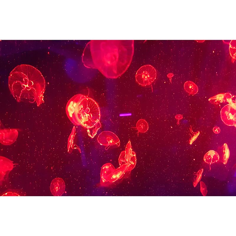 Underwater Creatures Wall Mural for Living Room Moisture Resistant, Customized Size