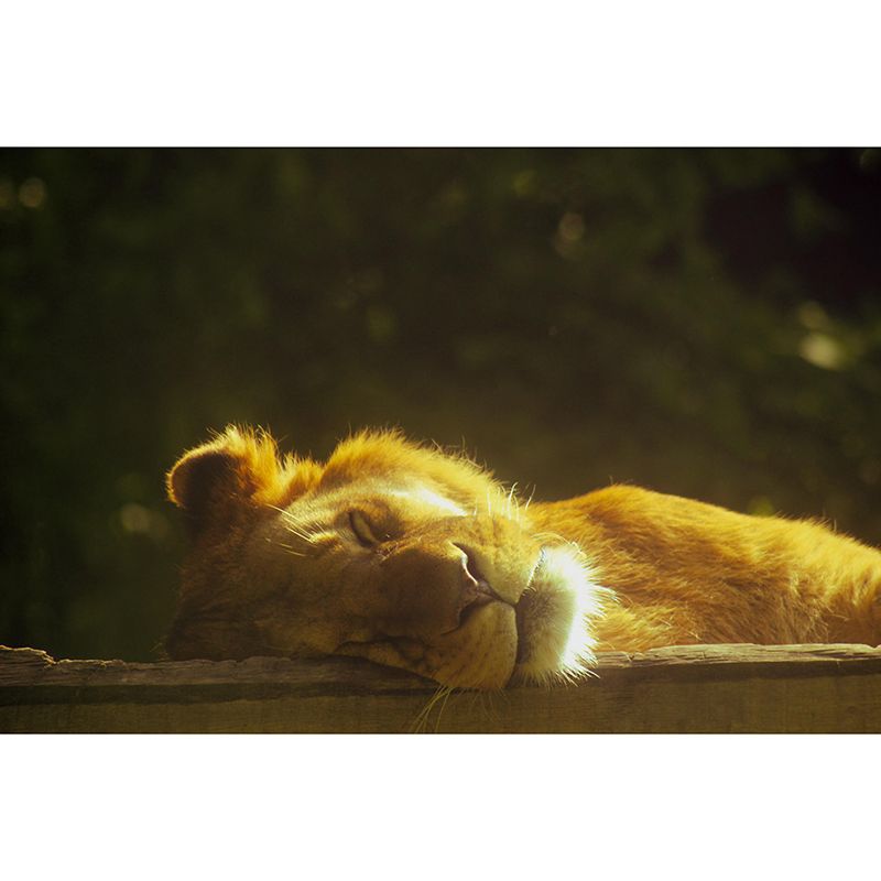Customized Lion Wall Mural Horizontal Photography for Sleeping Room Decoration