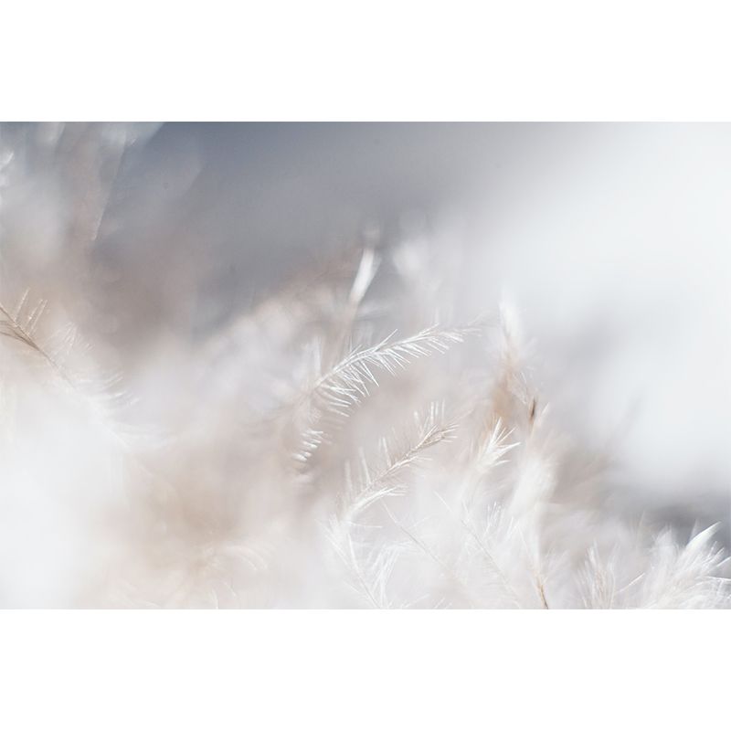 Eco-friendly Wall Mural Wallpaper Feather Photography Sitting Room Wall Mural