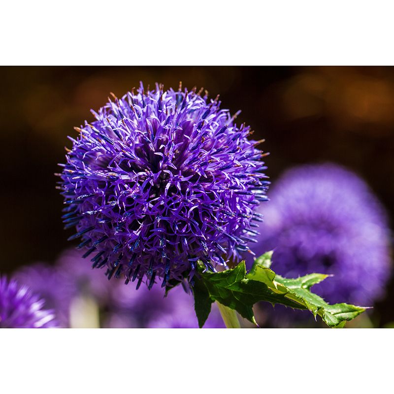 Various Plants Wall Decor Personalized Size Mural for Sititng Room, Waterproofing