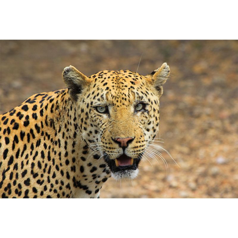 Leopard Mural Decal Modern Style Mildew Resistant Home Decor, Custom Size