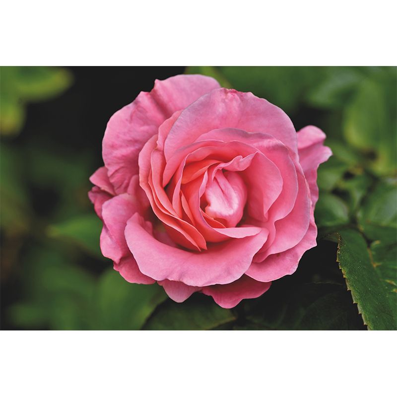 Contemporary Rose Flower Wall Mural Stain Resistant Wall Art for Living Room