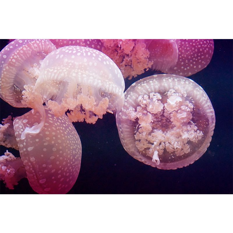 Tropical Sea Creatures Wall Mural for Dining Room, Personalized Size Available