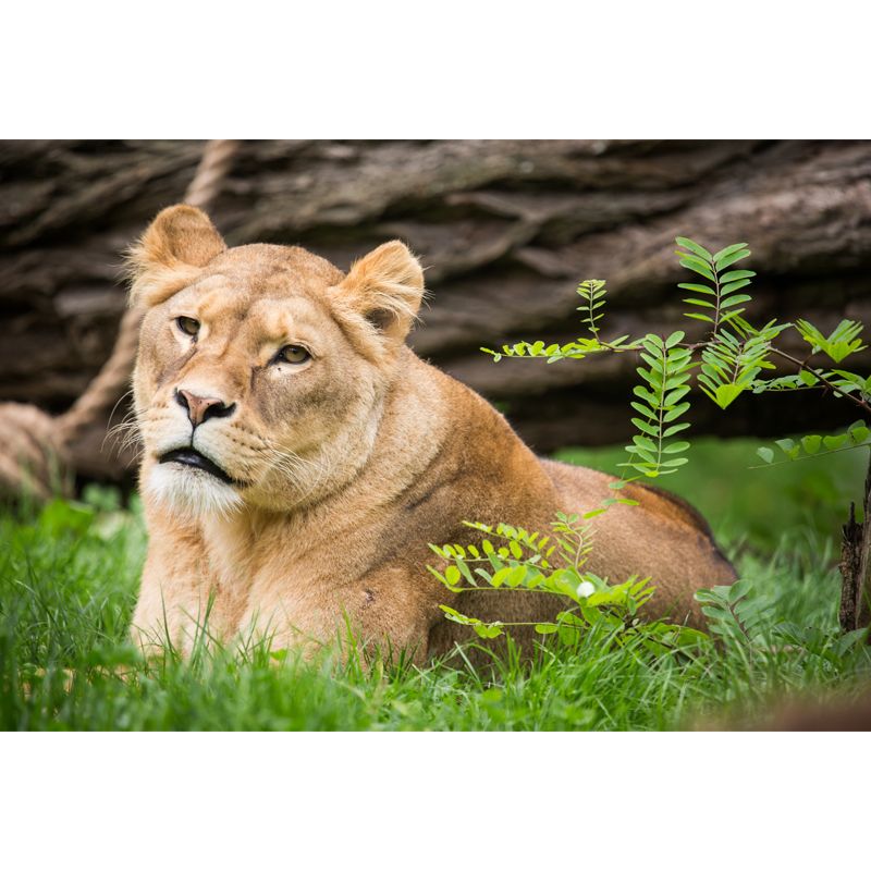 Large Female Lion Wallpaper Mural Stain-Resistant Modern Bedroom Wall Art in Brown