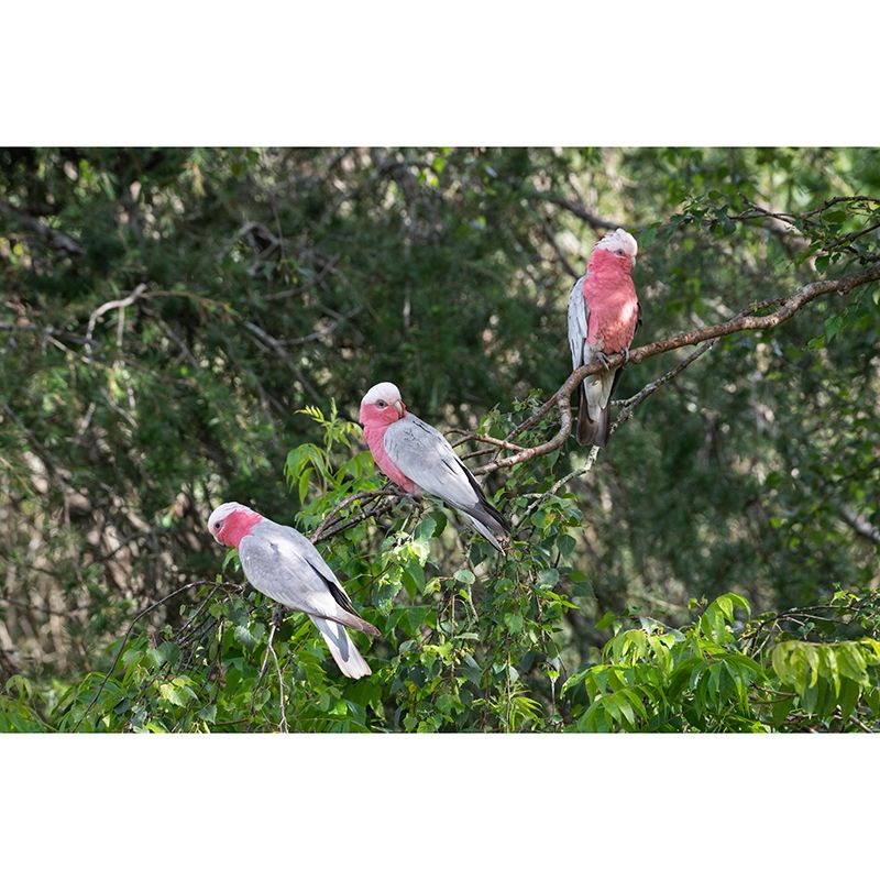 Parrot Animal Mural Wallpaper Stain Resistant Wall Covering for Living Room