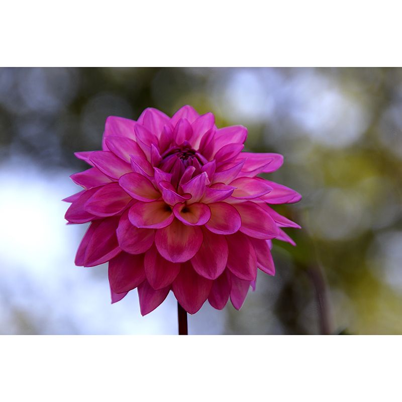 Modern Girls' Bedroom Wall Decor Blooming Flower Wall Covering, Moisture Resistant