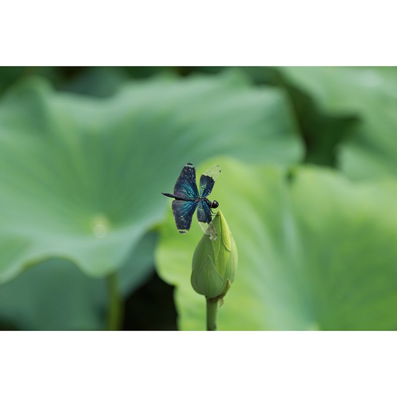 Water Plants Wall Mural for Home Decor Customized Wall Covering, Moisture Resistant