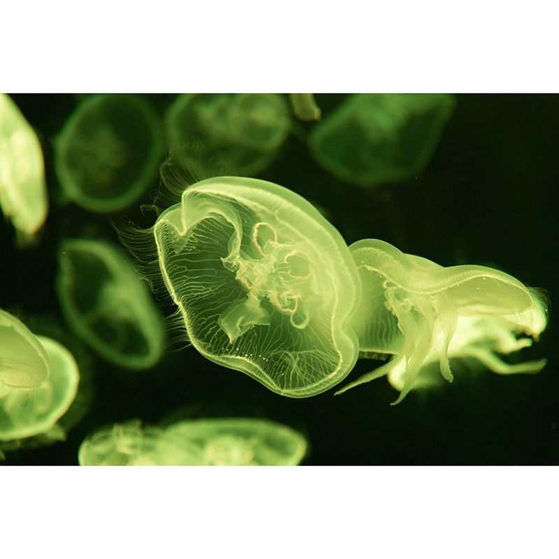 Photography Stain Resistant Mural Wallpaper Marine Organism Sleeping Room Wall Mural