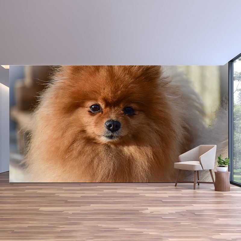 Horizontal Photography Pomeranian Mural Stain Resistant Wall Art for Living Room