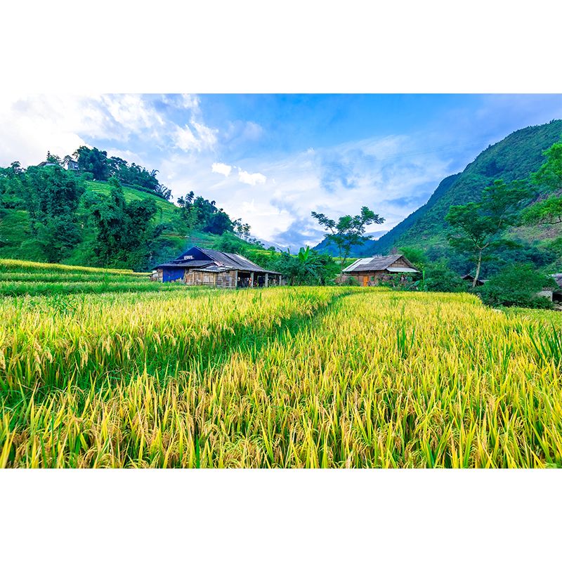 Wheat Field Mural Stain Resistant Wall Art for Dining Room, Optional Size