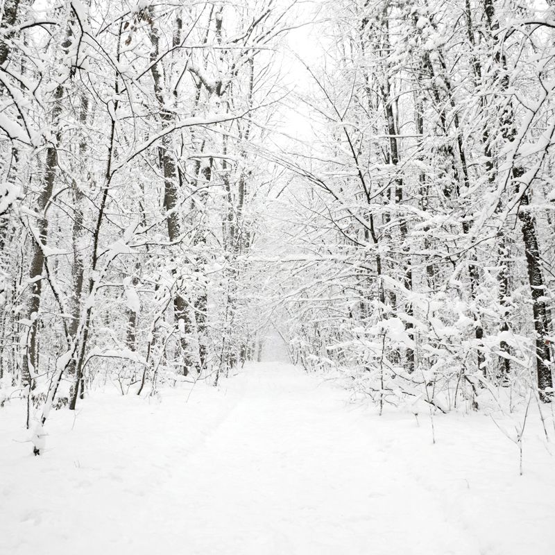 White Snowy Leafless Trees Mural Winter Scene Modern Moisture Resistant Wall Art