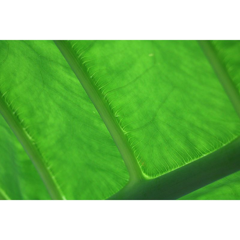 Plant Mural Wallpaper Leaf Surface Pattern for Reading Room Bedroom Decor