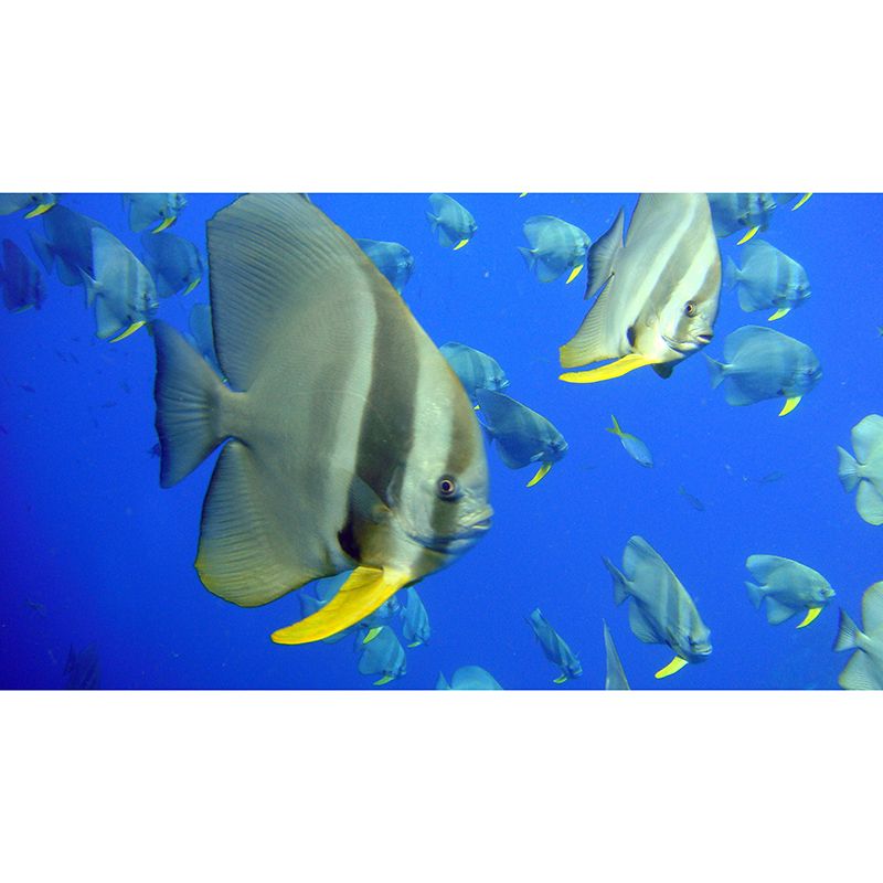 Tropical Underwater Creatures Mural for Living Room Moisture Resistant, Customized Size