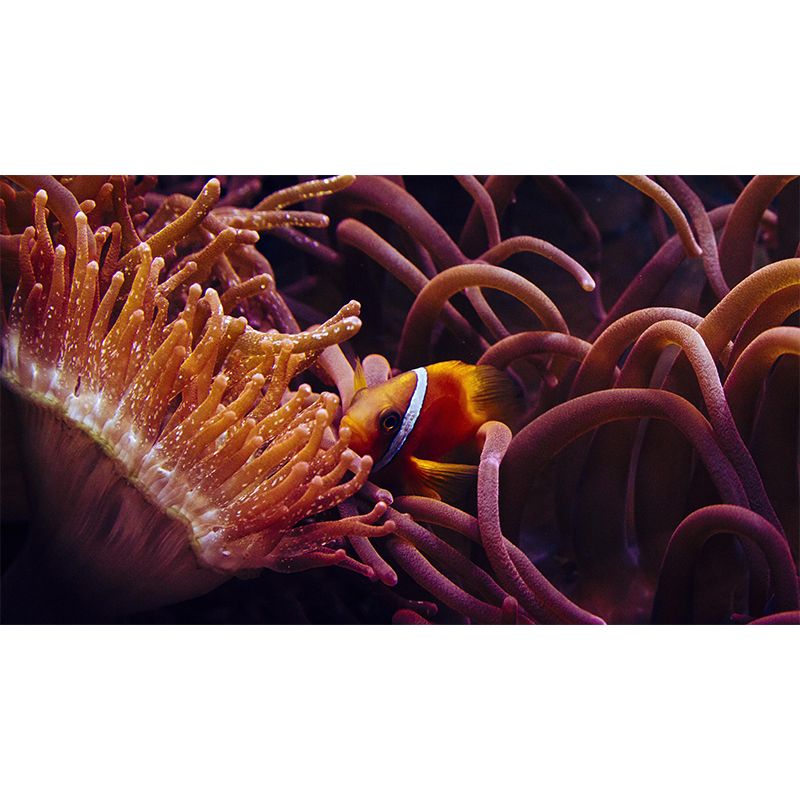 Tropical Beach Seabed Wallpaper Mural Mildew Resistant for Decoration